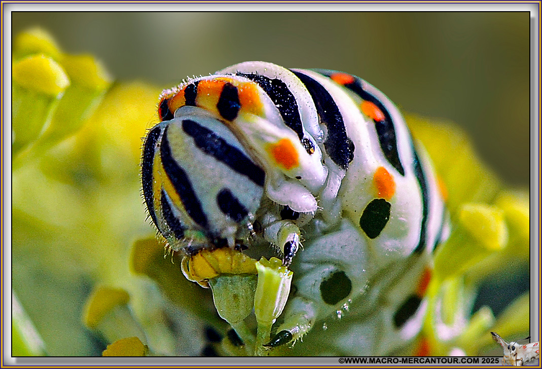 Chenille du Machaon
